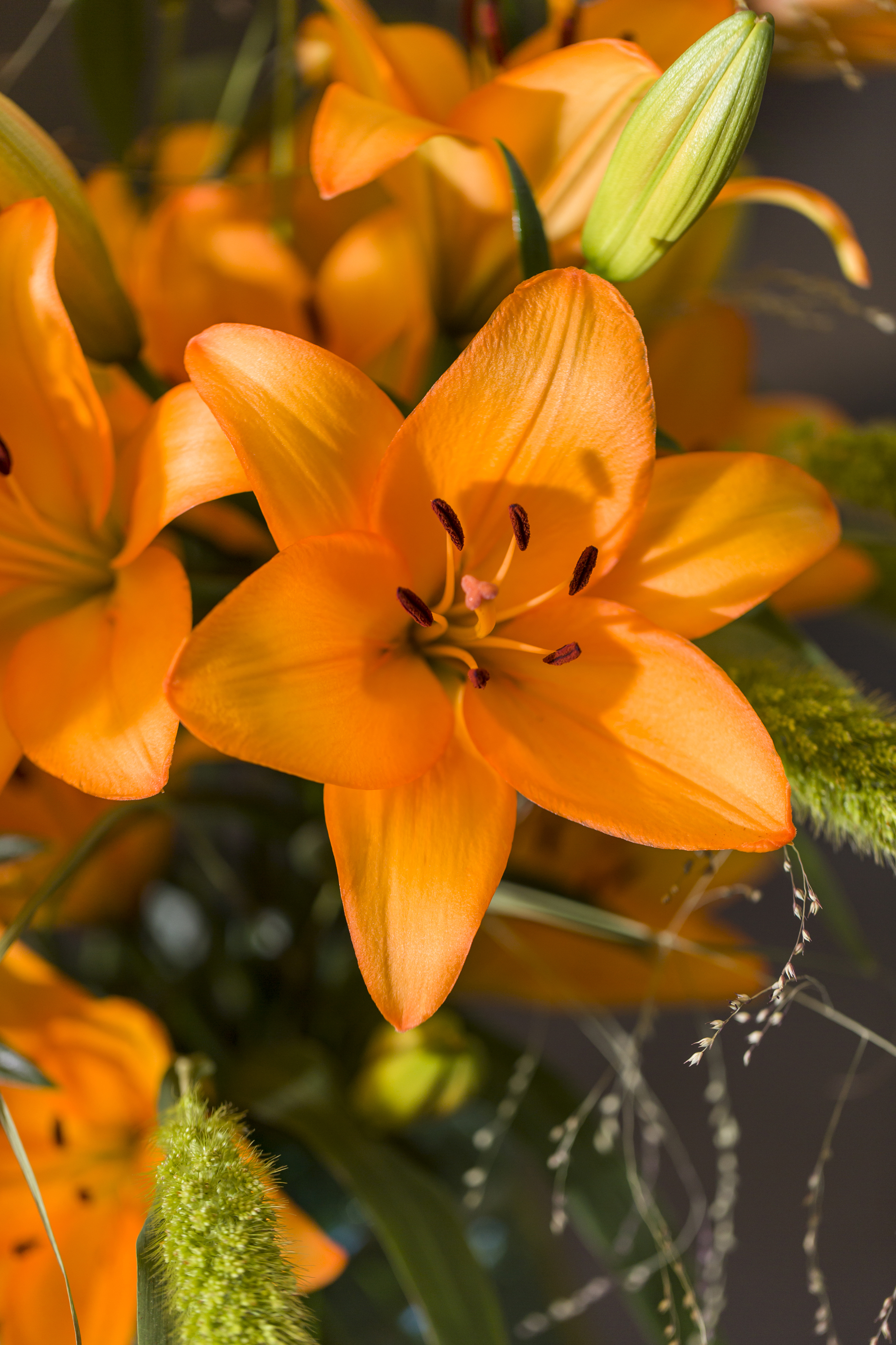 Lilium L.A. 'Caesars Palace'